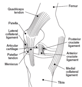 Anterior Knee Pain