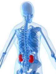 picture of where kidney pain is felt